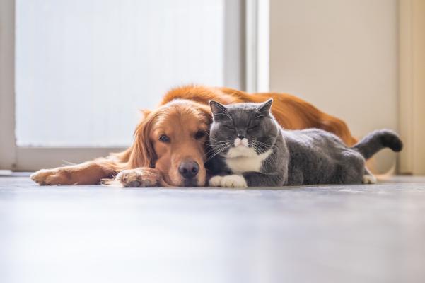 Brown dog and grey cat cuddling