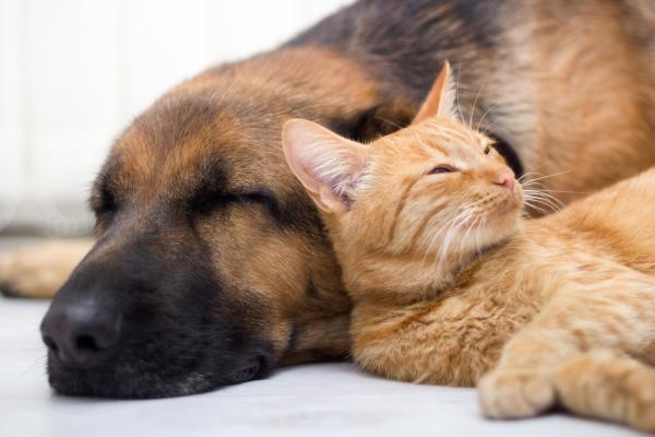 dog and cat sleeping