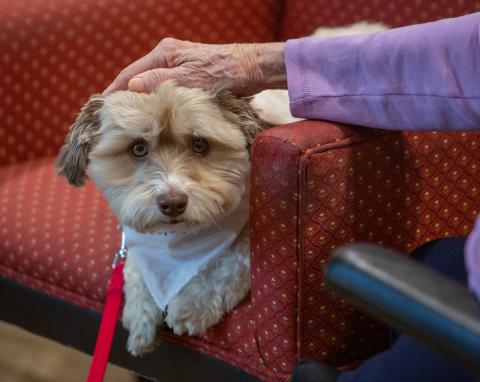 Therapy Dog with white bandana on a chair